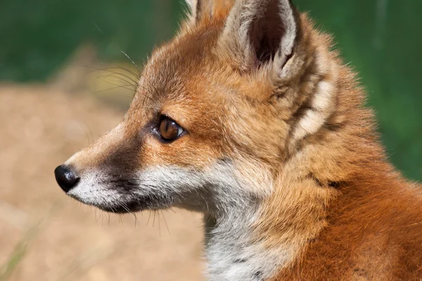 Gros plan sur un renard roux (Vulpes vulpes ) — Photo