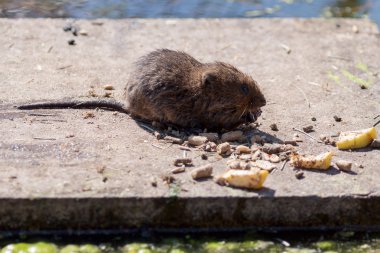 Avrupa su sıçanı (arvicola amphibius)