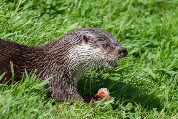 Loutre d'Eurasie (Lutra lutra) dans l'habitat naturel — Photo