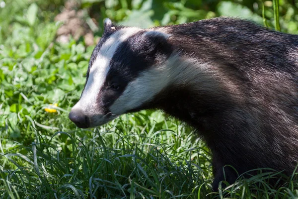 Foto close-up dari European Badger — Stok Foto