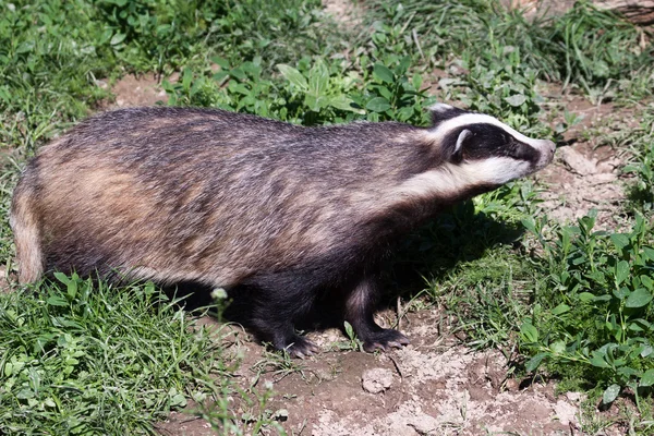 Foto close-up dari European Badger — Stok Foto