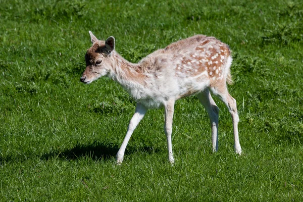 Close-up of a baby Fallow Deer (dama dama) — Stock Photo, Image