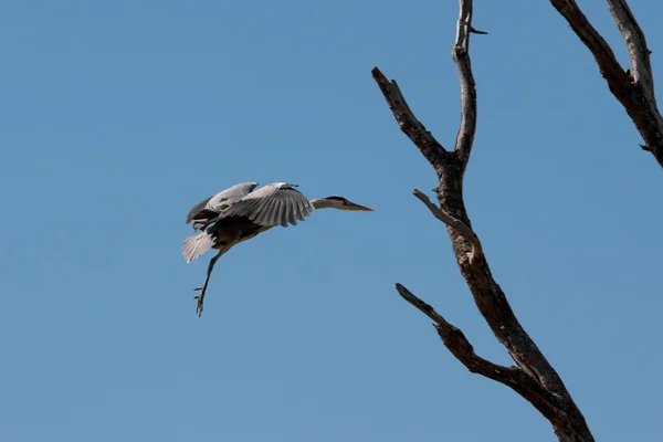 Gri heron (Ardea cinerea ) — Fotografie, imagine de stoc
