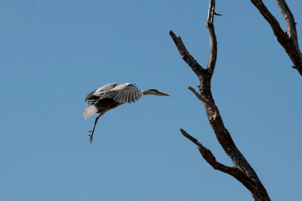 회색 헤론 (Ardea cinerea)) — 스톡 사진