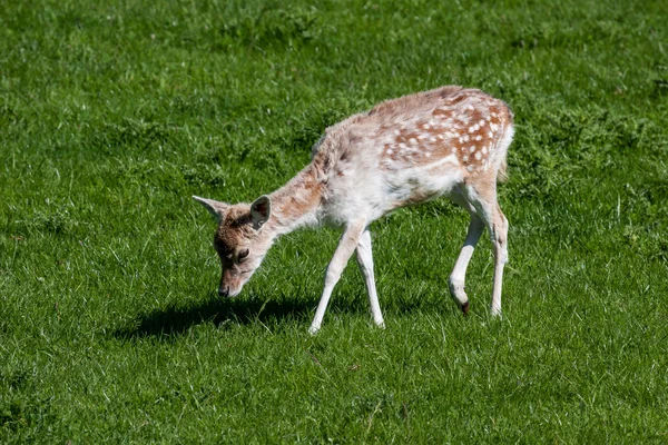 Close-up van een baby damherten — Stockfoto