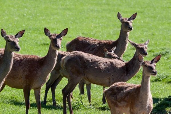 Herd of Red Deer (cervus elaphus) — Stock Photo, Image