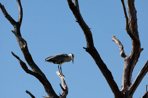 Garza gris (Ardea cinerea) — Foto de Stock