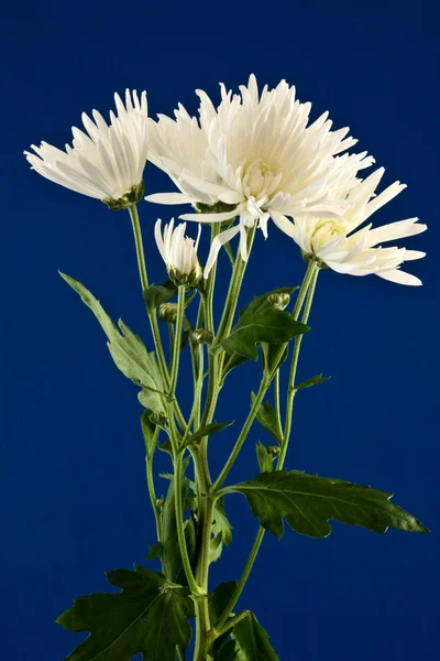 Close-up of some white chrysanthemums — Stock Photo, Image