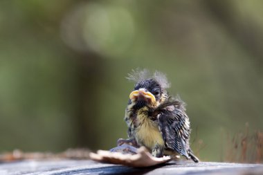 Mavi baştankara (cyanistes caeruleus) acemi çaylak
