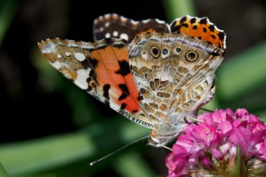 Close-Up painted lady (vanessa cardui) kelebek