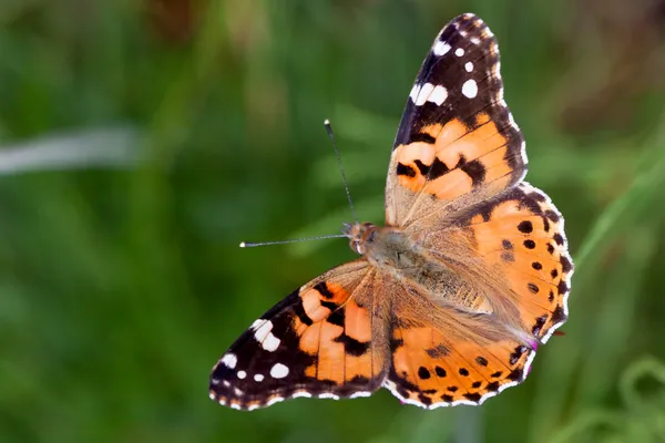 Close-up of a Painted Lady (Vanessa cardui) — Stock Photo, Image