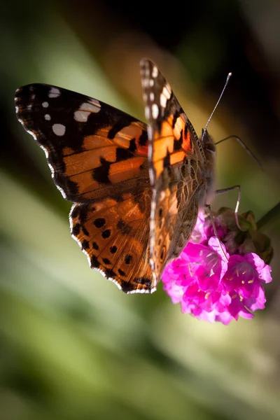 Primer plano de una dama pintada (Vanessa cardui ) —  Fotos de Stock