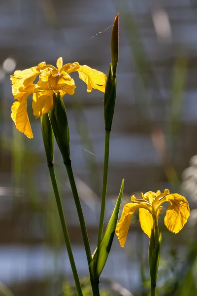 Iris pseudacorus — Stock Photo, Image