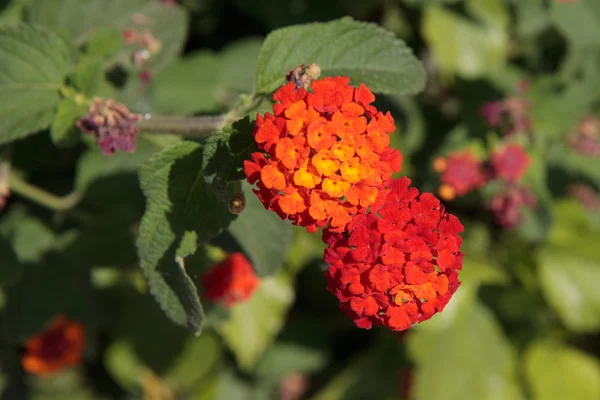 Close-up de uma flor Lantana — Fotografia de Stock