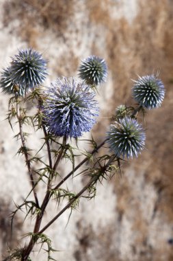 Kıbrıs eşeği thistle (onopordum cyprium)