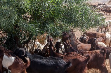 bir zeytin ağacı yeme keçi sürüsü