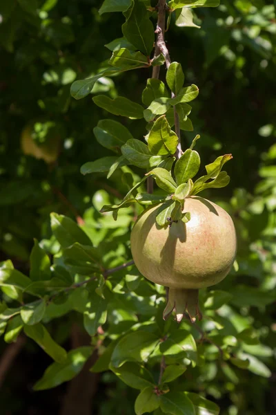 Pomegranate Tree — Stock Photo, Image