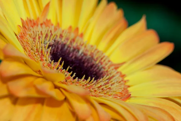 Golden Gerbera close-up — Stock Photo, Image