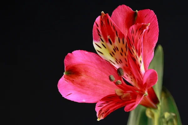Freesia (Iridaceae) close-up — Stock Photo, Image