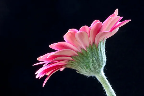 Pink Gerbera (Asteraceae) — Stock Photo, Image
