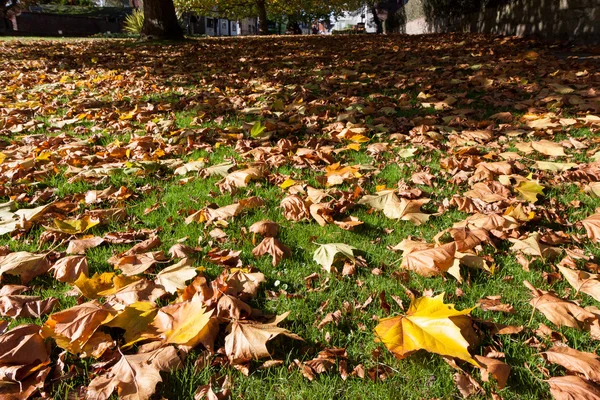 London Plane árvore (platanus x hispanica) folhas caídas no chão — Fotografia de Stock