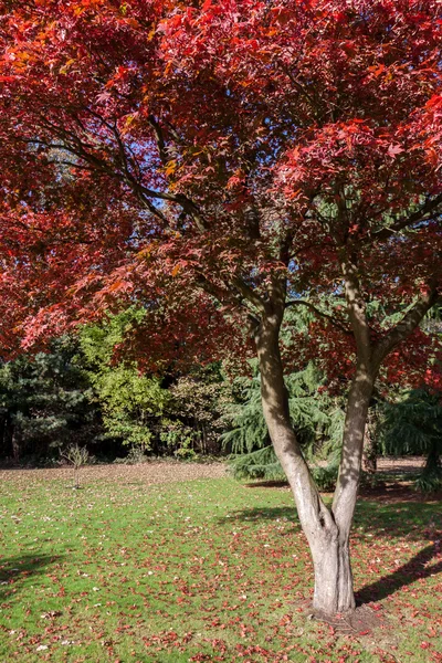 L'acero giapponese (acer palmatum) cresce a East Grinstead — Foto Stock