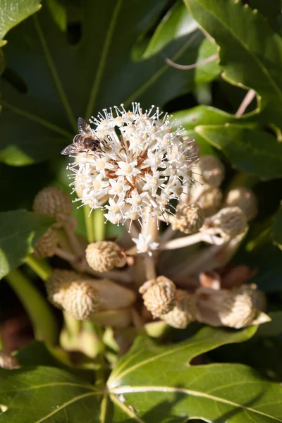 Abelha alimentando-se de floração Castor Oil plant (ricinus communis ) — Fotografia de Stock
