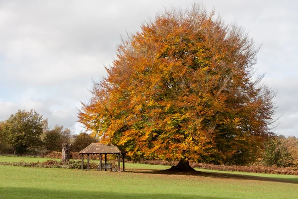 Beech tree in the grounds of the Ashdown Park Hotel — Stock Photo, Image
