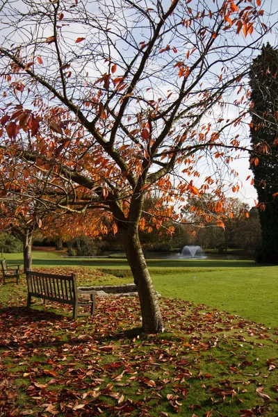 Drzewa w ogrodzie hotelu ashdown park — Zdjęcie stockowe