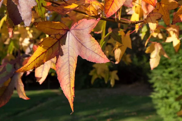 Acer palmatum feuilles — Photo