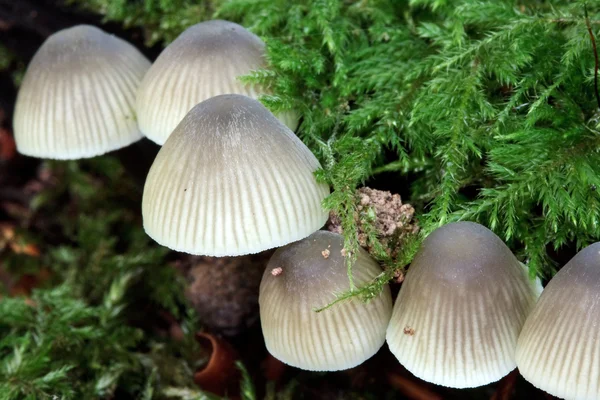 Primer plano de los hongos en el bosque de Los Hombres Antiguo —  Fotos de Stock