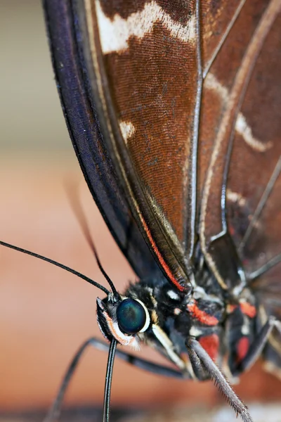 Blue Morpho Butterfly ( morpho peleides) — Stock Photo, Image