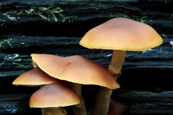 Bliska grzybów w lesie starożytnych męskie — Zdjęcie stockowe