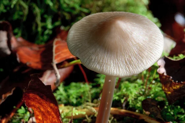 Close up van schimmels in het oude bos van mens — Stockfoto