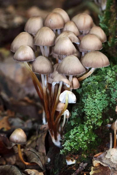Close-up de fungos na floresta antiga dos homens — Fotografia de Stock
