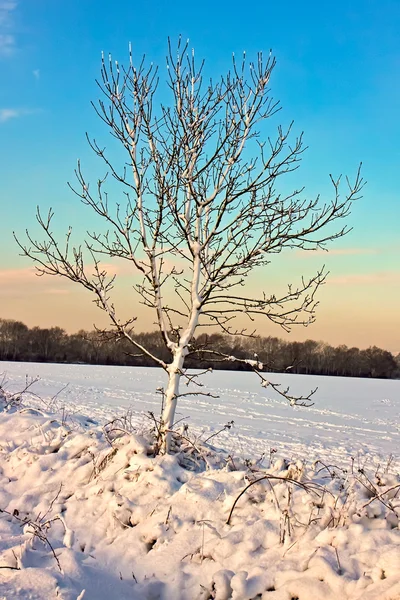 East grinstead kış sahne — Stok fotoğraf