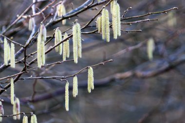 üzerine fındık (corylus avellana kedicikler)