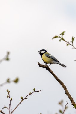 Great Tit singing clipart