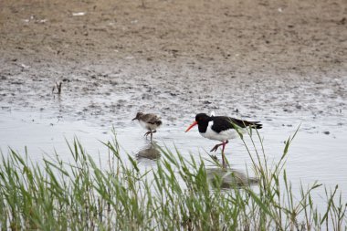 Oystercatcher civciv ile