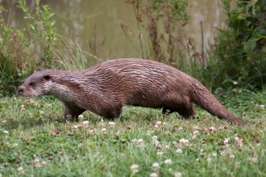 Otter walking along the waters edge clipart