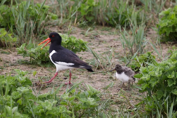 Oystercatcher with chick — Stock Photo, Image