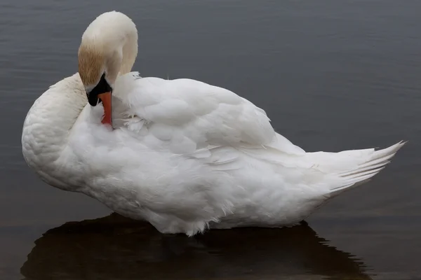 Stumsvan (Cygnus olor)) — Stockfoto