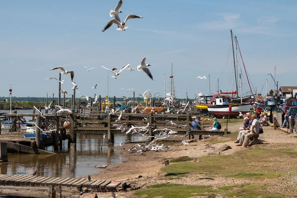 Black headed gulls scavenging for food — Stock Photo, Image