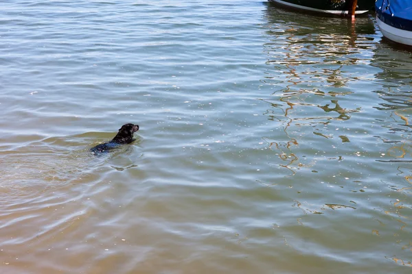 Чёрная собака плавает в реке в Уэллсе — стоковое фото