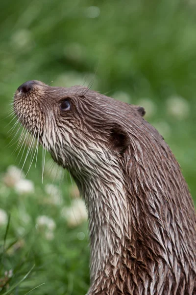Otter in het Britse wildlife centre — Stockfoto