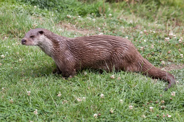 Otter at the British Wildlife Centre — Stock Photo, Image