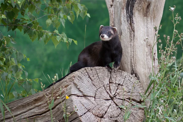 Ferret berwarna Polecat — Stok Foto