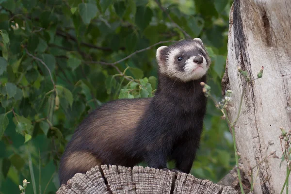 Ferret berwarna Polecat — Stok Foto