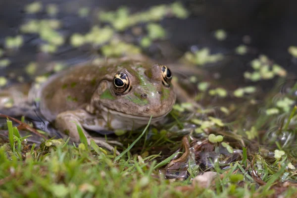 Sumpffrosch — Stockfoto