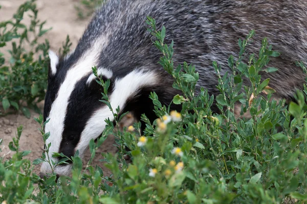 Badger di British Wildlife Centre — Stok Foto